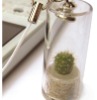 Wholesale pet plant