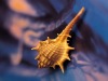 Natural Sea Shell conch craft -- Aquarium decoration