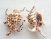 Wholesale Natural Shell Exhibit