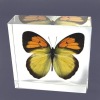 Wholesale Butterfly decoration