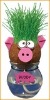 grass pig