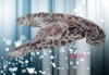 Wholesale Giraffe pattern scarves/fashion scarves/silk scarf