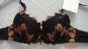 Wholesale Milky With Mix Colour Cup Sexy Brassiere