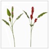 Wholesale Hedychium coronarium BT02L36