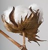 Wholesale organic cotton shopping bag