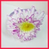 Wholesale popular hair band