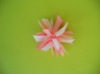 Wholesale spiky bow in white&pink color