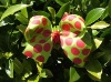 Wholesale hair bows SKS-05284