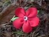 Wholesale Curly ribbon Bows with MY100824-2