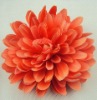 Wholesale daisy