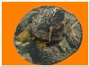 Wholesale fashion military cap