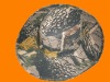 Wholesale fashion military cap