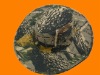 Wholesale fashion military cap