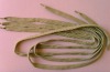 Polyester flat Shoelace