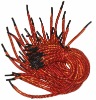 Wholesale shoelace