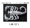 Wholesale fashion belt buckle/metal belt buckle/buckle/fashion buckle/metal buckle/fashion accessories