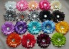 Wholesale zebra daisy flower