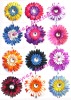 Wholesale Gerbera daisy flower JYF00180