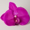 Wholesale fashion flower hair clip