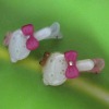 Wholesale 2010 fashion kids hair clip