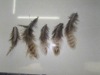 2011 feather accessory