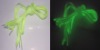 Wholesale glow shoelace