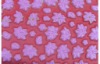Wholesale Sell hot eva foam