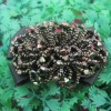Wholesale fishion bead shoe buckle