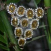 Wholesale In 2011 The fashionable rhinestone Sandal chains and jewelry chains
