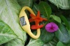 Wholesale bangle watch