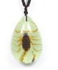 Wholesale New fashion pendant--Real scorpion pendant