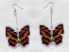 Wholesale Fashion earring, Butterfly earing--real butterflies jewelry