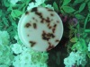 Wholesale Green tea oil herbal soap
