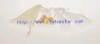 Wholesale useful Christmas gift facial puff