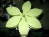 Wholesale soap