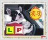 Wholesale PVC Learner Plate