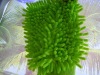 chenille glove
