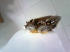 Wholesale micro ring hair,