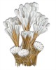 Wholesale Cotton Swabs