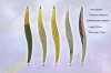 Wholesale cosmetic eyebrow tweezers