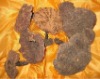 Wholesale Ganoderma Lucidum Capsule--plant extract