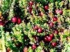 Wholesale Cranberry Extract Powder