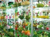 Wholesale vegetable pen