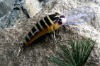 Wholesale fishing lure LQ
