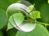 Wholesale CR-39 lens