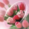 Wholesale eye lenses