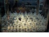 Wholesale nipple manufacturing