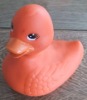 Wholesale swimming duck