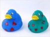 Wholesale duck
