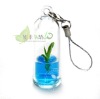 Wholesale Pet tree,Mini plant,Pet plant